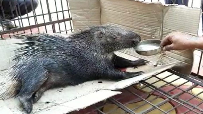 Injured hedgehog rescued