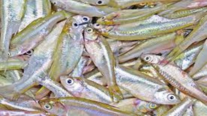 Small fish beneficial for good health
