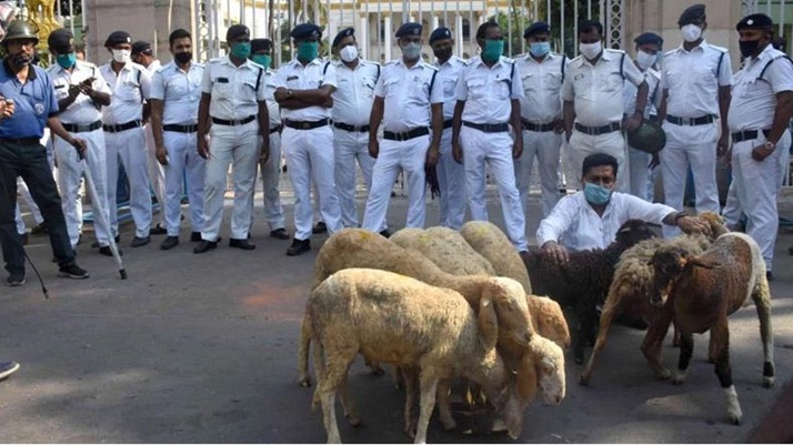 Protest by bringing flocks of sheep in front of the Governor's house