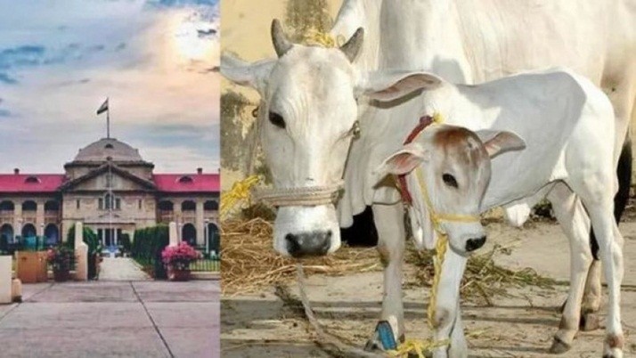 Cow: Is the name of the country's national animal going to change? What the Allahabad High Court said