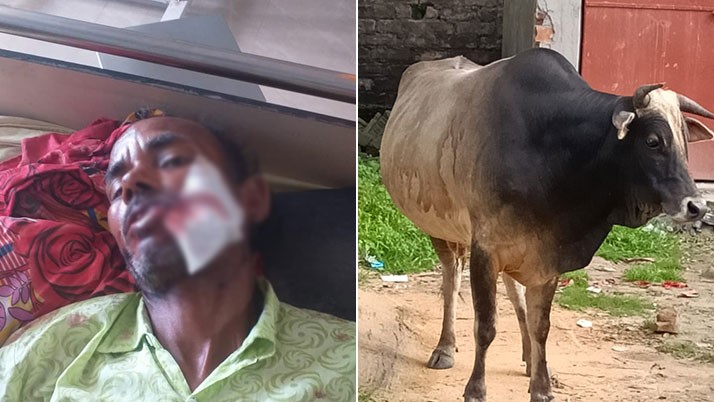 A worker lost a tooth in his mouth even though he survived an angry bull