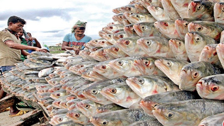 Hilsa Fish: This time the best gift of Upper Bengal is 2,000 tons of silver grains