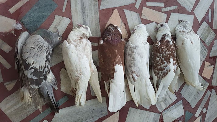 The bird lover lodged a complaint with the police against the neighbor over the death of the pigeon