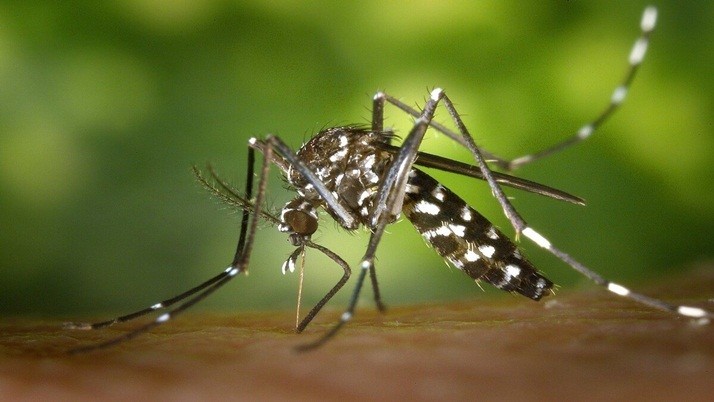 Dengue Fear: Dengue panic in the state