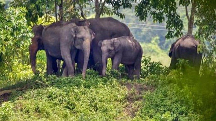 Burdawan-Elecphant: Fighting of 42 elephants in Ghalsi and Aushgram,Fear-stricken locals, alert forest department