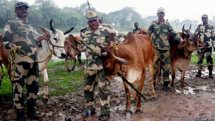 BSF: BSF shots fired to stop cattle smuggling, 2 killed