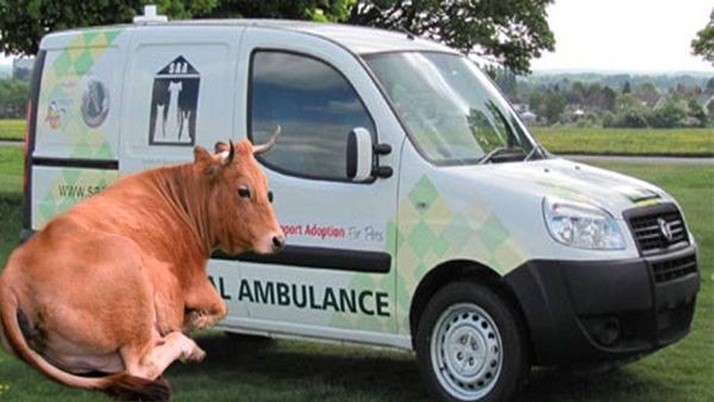 Cow Ambulance: First in the country, ambulance service for cattle!