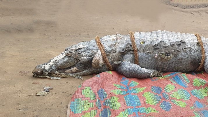 Not dolphins, but dead crocodiles found on the banks of the Ganges