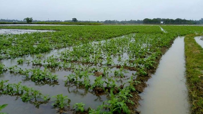 Crop damage! In desperation, the farmer commits suicide again