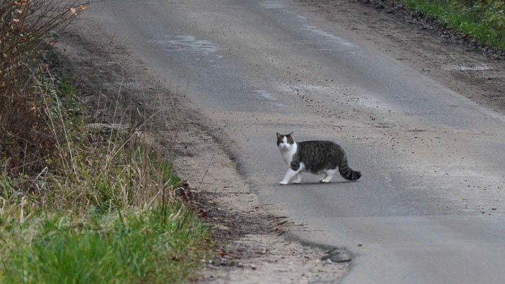 Is it really bad for cats to cross the road? Is there any scientific reason behind this? Read details