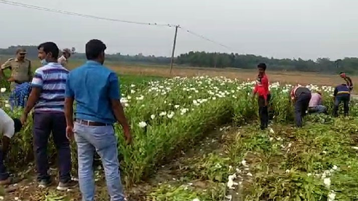 Four people were arrested for cultivating poppy under an onion tree