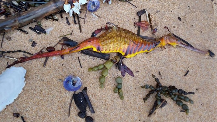 A rare species of colorful sea-dragon floated on the beach in Sydney