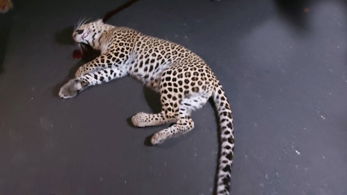 Leopard killed in car crash, concerned port office