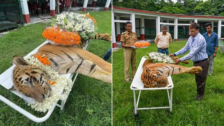 King Dakshinaraya left! The country's oldest Royal Bengal Tiger passed away at Jaldapara