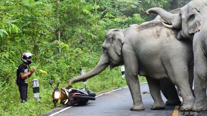 Elephant attack on the outskirts of the city killed three people including a woman