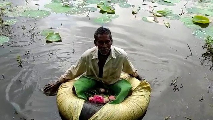 Untimely heavy rains are on the heads of lotus farmers