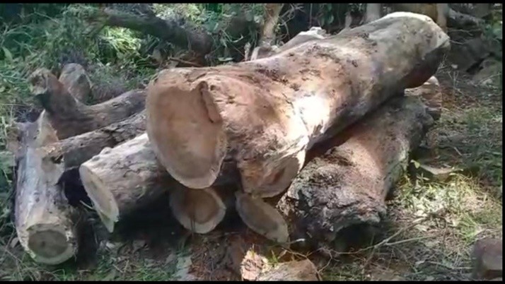 Accused Trinamool Councilor in Burdwane of illegal cutting of trees with crane