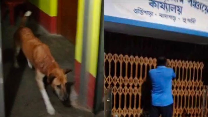 The trapped dog called to save! You must be surprised to hear this story