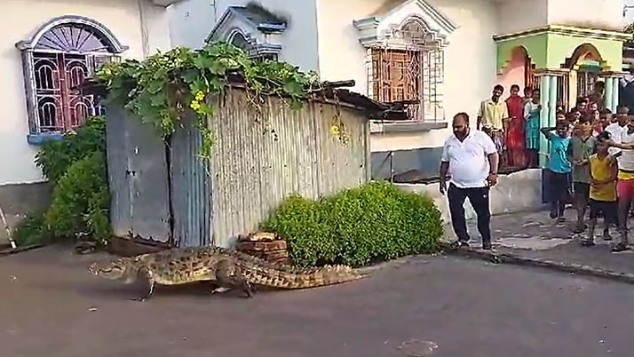 Crocodile at the door of the house, fear spread in Kalna, watch the video
