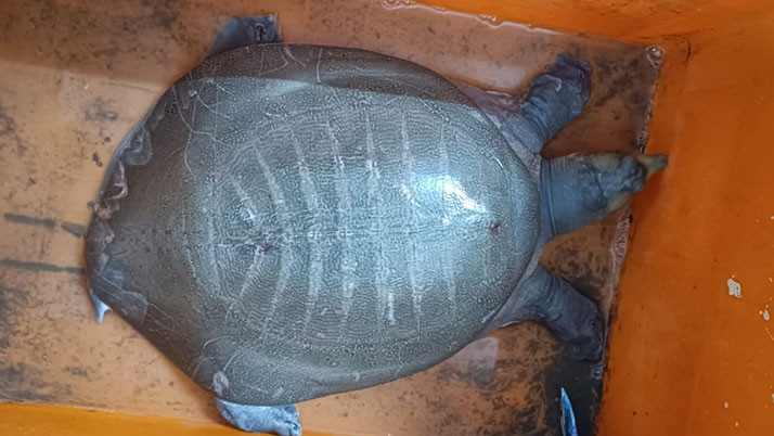 11kg turtle rescued from Newtown, head of panda gang