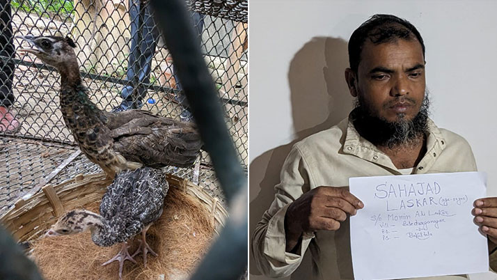 Two heads of birds smuggler caught smuggling 2 baby peacocks, investigation to find head