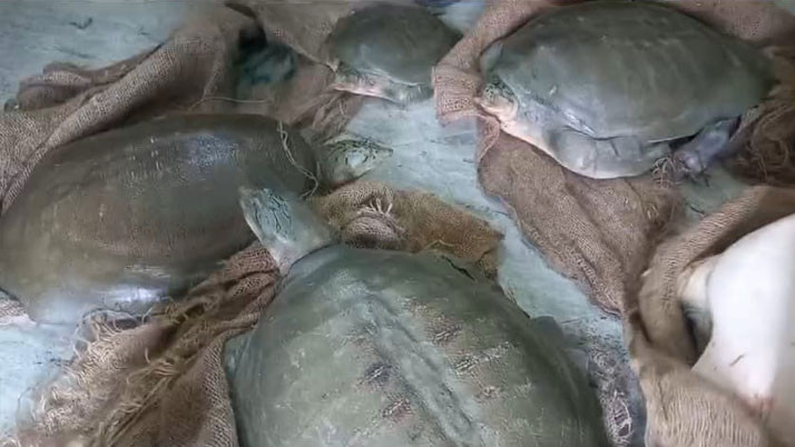 Two women traffickers arrested with five turtles of rare species