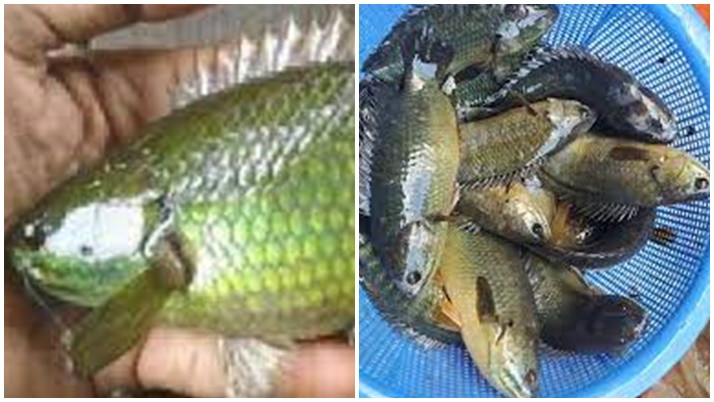 Young Man(35 years) in East Bardhaman died after Climbing perch stuck in his throat