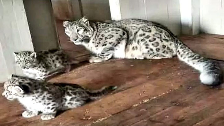 New guests at Darjeeling Zoo, two snow leopards, four red pandas born