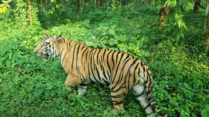 3 royal bengal tiger cubs die in bengal safari park