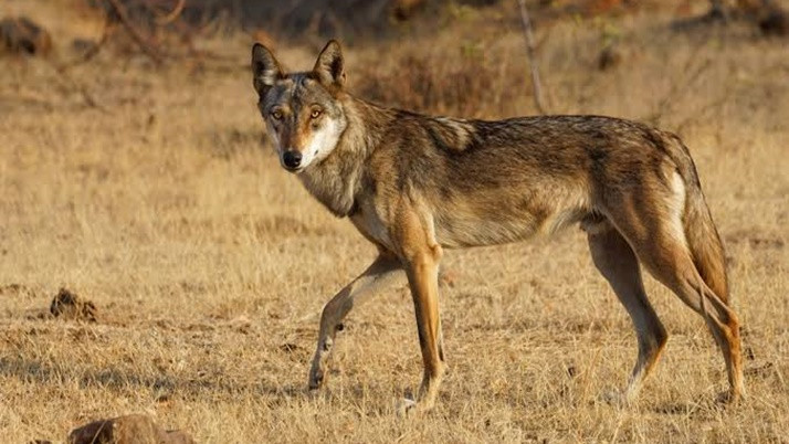 Villagers were beaten by wolves in Burdwan's Jangalmahal