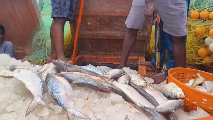 The first hilsa of the season has entered the market
