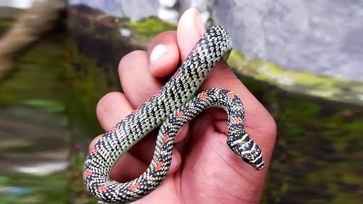 Know the benefits of garlic to avoid snake bites