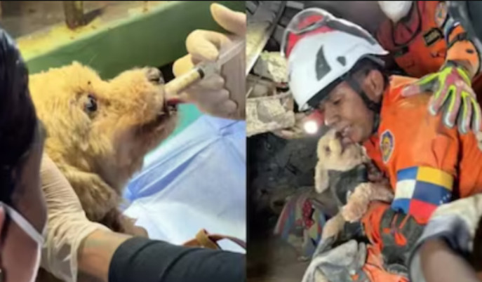 dog-rescued-after-earthquake