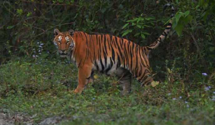 buxa-tigress-release-suvendu-adhikari-bhupendra-yadav