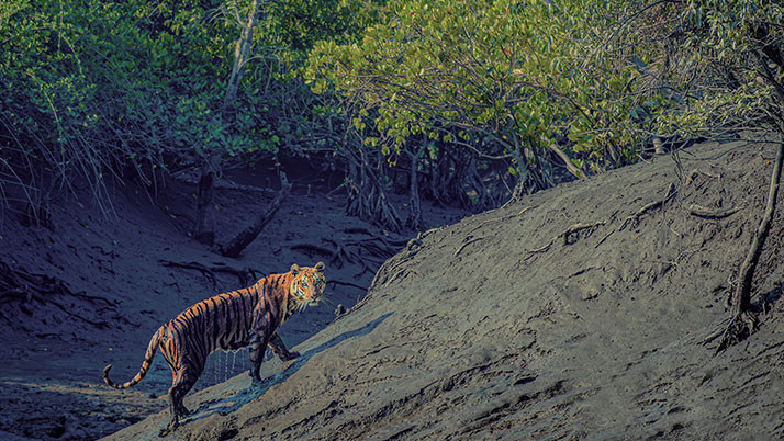 Tigress leaves Buxa within three weeks; a major setback for efforts to bring tigers back.