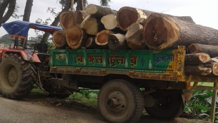 Allegation of selling valuable roadside trees against the gram panchayat