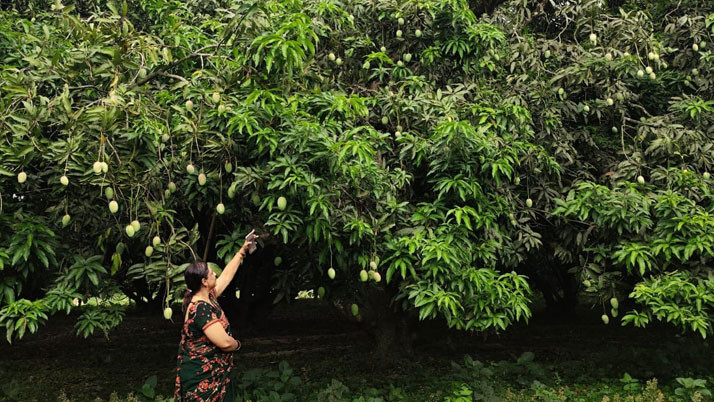 After two years, Malda mangoes are being exported abroad