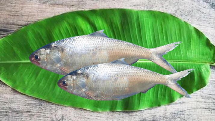 After the submission controversy, Padma hilsa on the other side is also worshiped! Amount or how much?