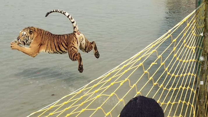 Maipith tiger in cage, Sundarbans to Jangalmahal, Royal Bengal tigers terrorize common people