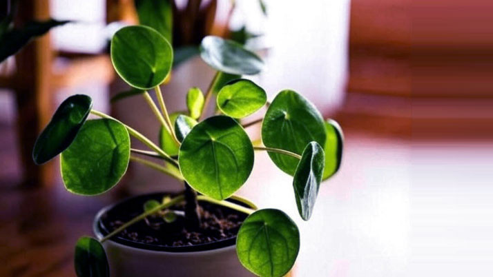 Keeping these three tree in the office can improve your work