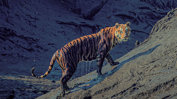 buxa-tiger-reserve-tigress-from-balmiki-tiger-reserve